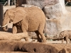 20090502 SanDiegoWildlifePark60.jpg